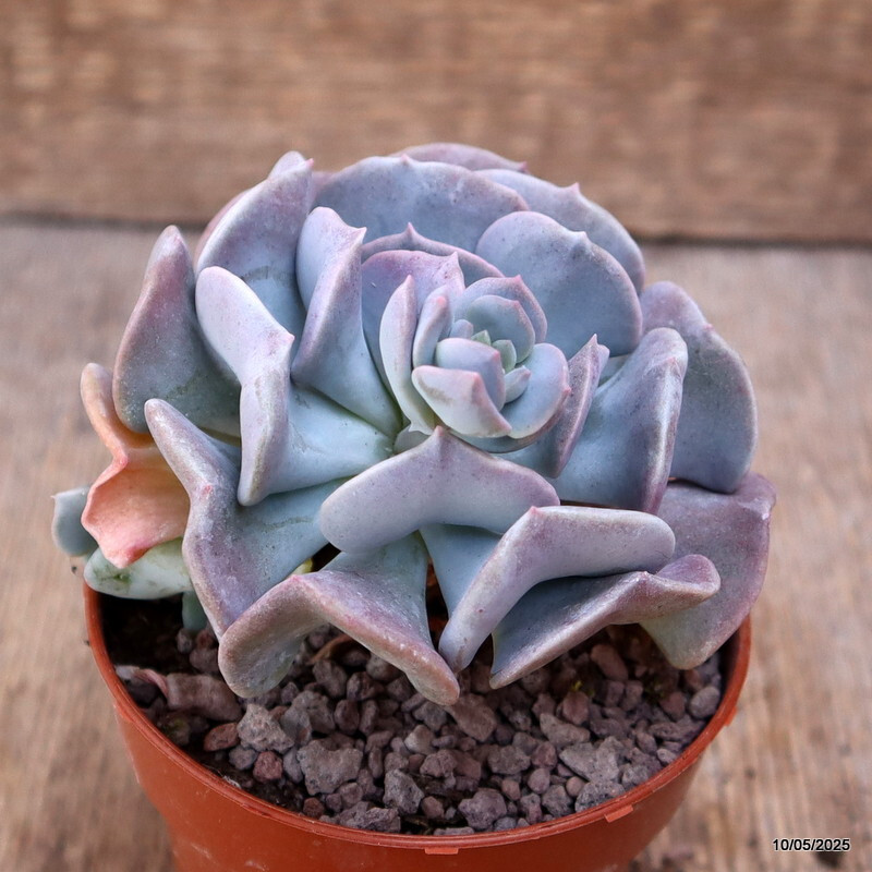 D3988 ECHEVERIA RUNYONII “TOPSY TURVY” pot8,5-H8-W9 cm MaMa Cactus