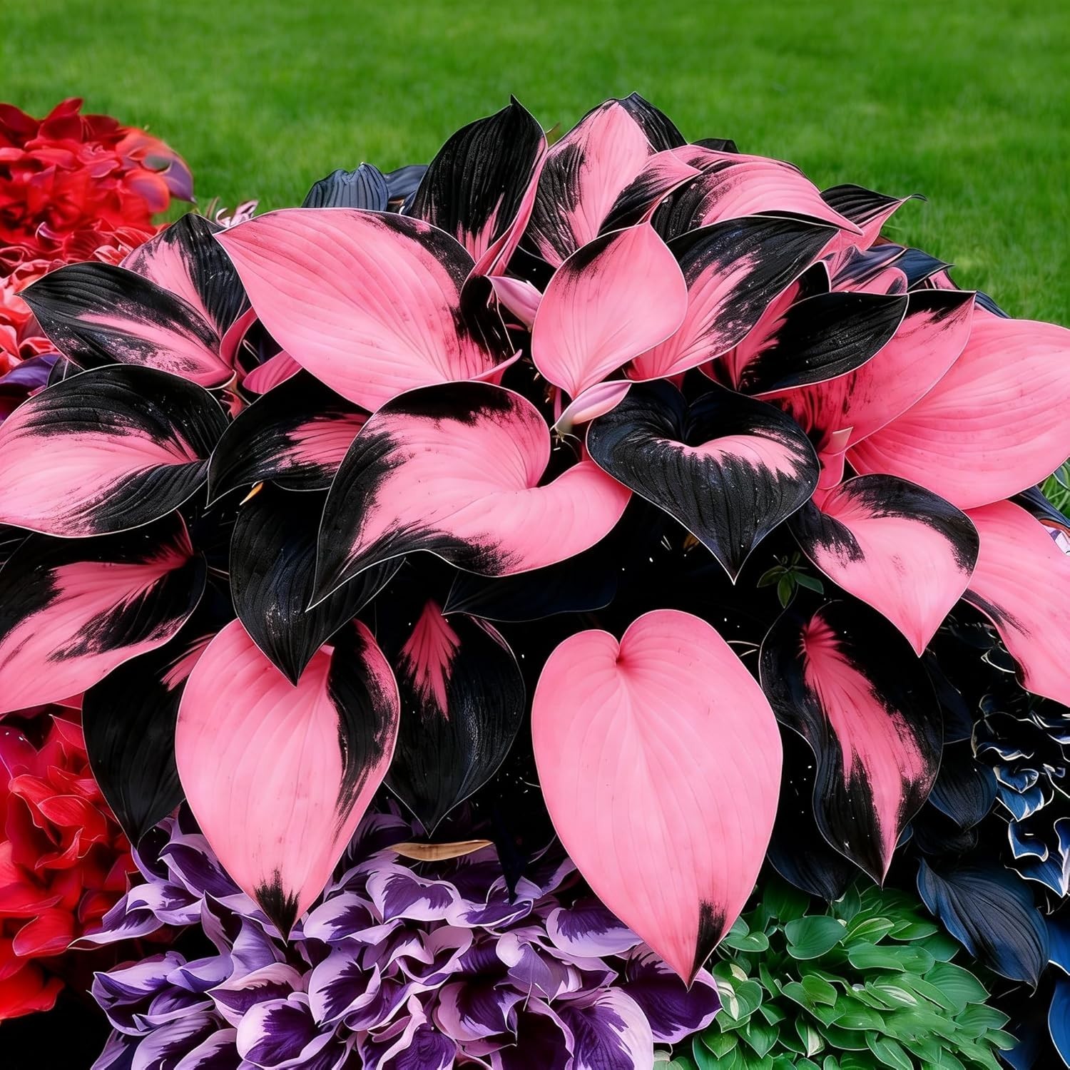 Mixrug Hosta Seeds for Planting, 200+pcs Rare Perennial Hosta Flower Seeds, Non-