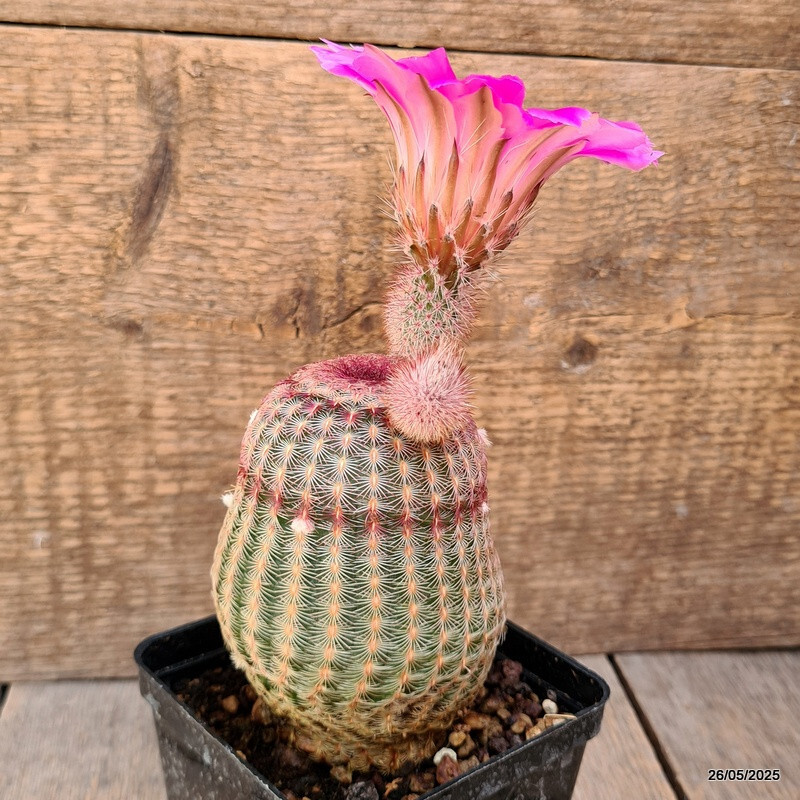 D4228 ECHINOCEREUS RIGIDISSIMUS RUBRISPINUS pot9-H11-W8 cm MaMa Cactus