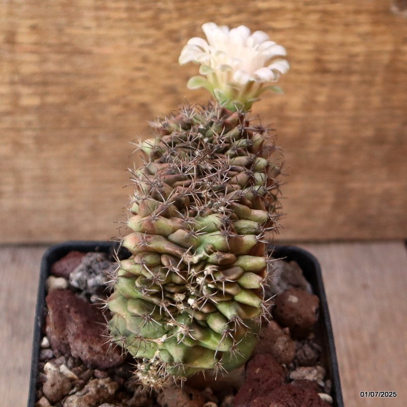 D4983 GYMNOCALYCIUM MIHANOVICHII CRESTED GRAFT pot9-H9-W9 cm MaMa Cactus
