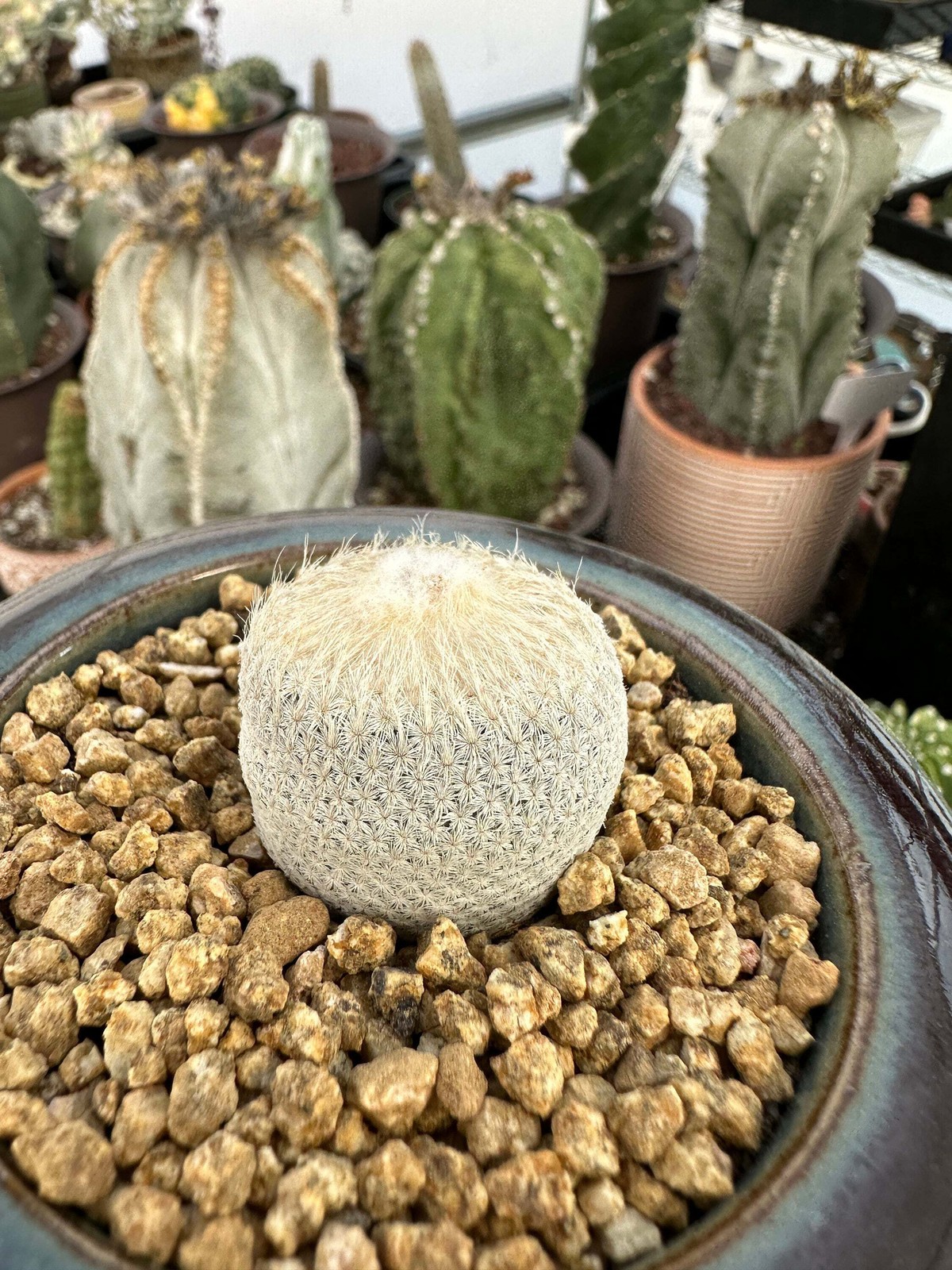 Rare Cactus – Epithelantha Bokei