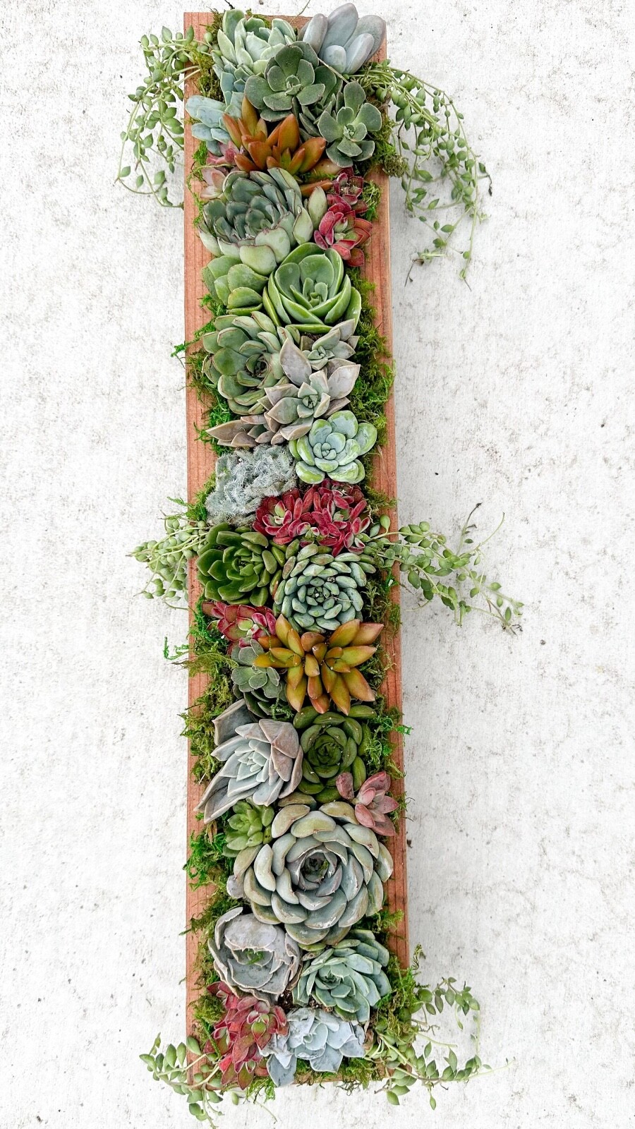 Live Succulent Arrangement Planter, Real Succulents, Centerpiece, Sympathy Gift