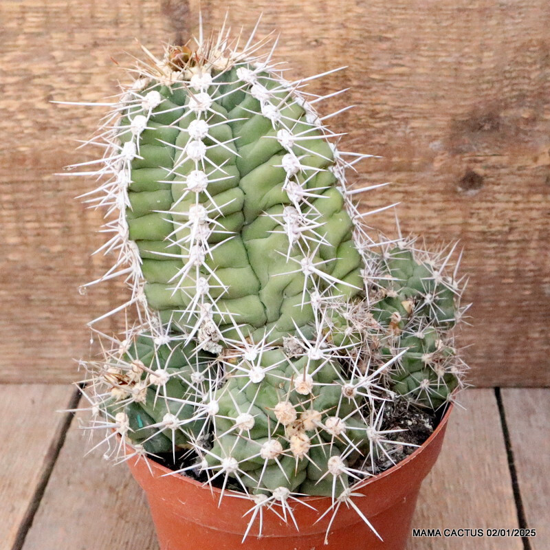 M87 GYMNOCALYCIUM PAEDIOPHILUM VERY OLD pot14-H13-W16 cm MaMa Cactus