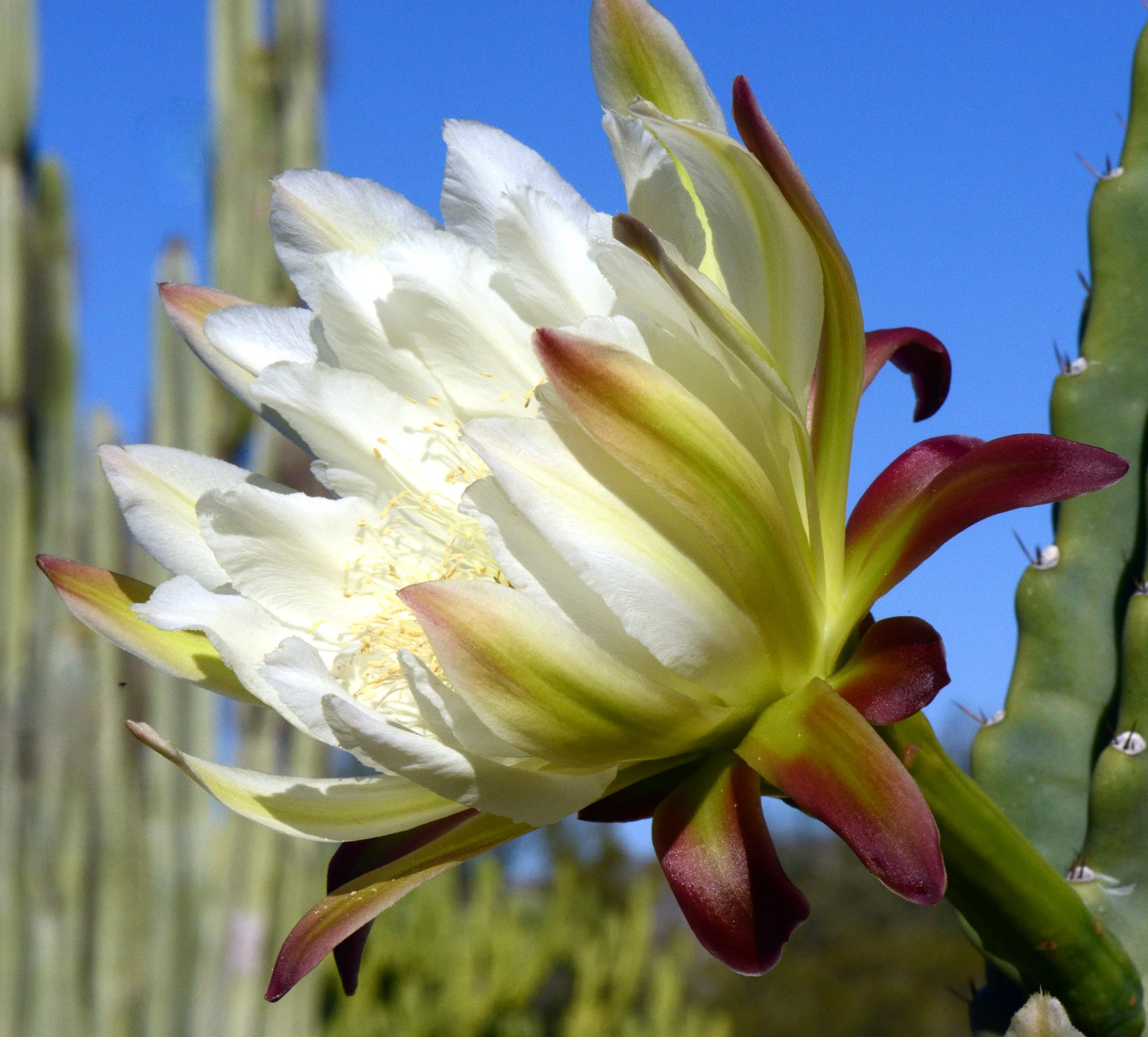 Cereus peruvianus SEEDS – Peruvian apple cactus | Queen of the night