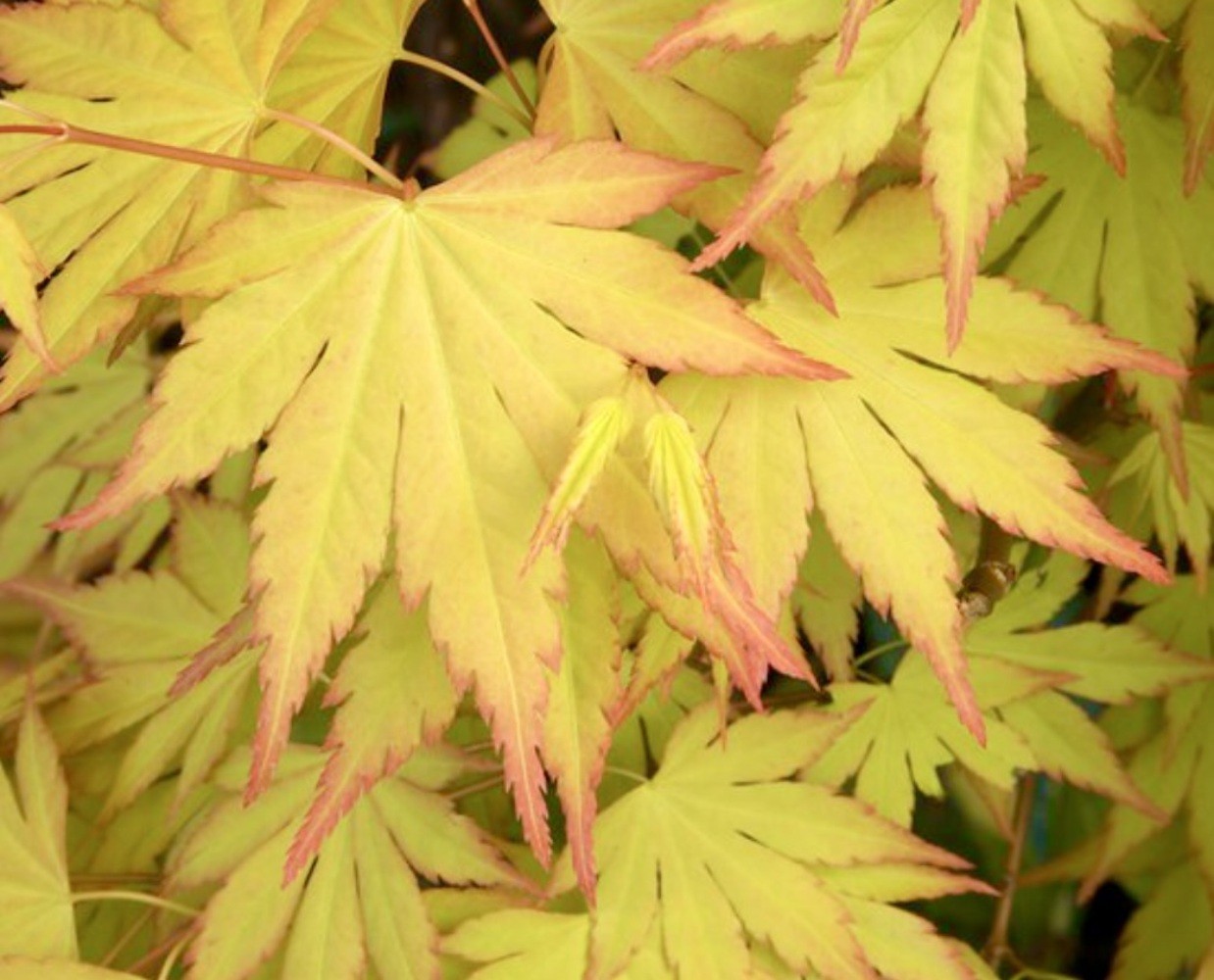 Acer palmatum cv ‘Summer Gold’ – Japanese maple | Smooth Japanese maple