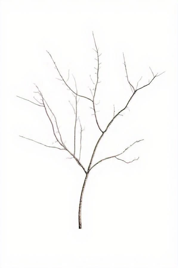 Decorative Birch Branch: 6′ Tall x 5’ wide Treasure! Natural Wood