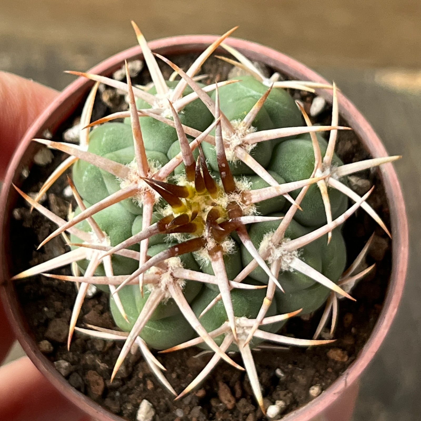 A45-787 Gymnocalycium ferocior, AGUA de Ramon, own root