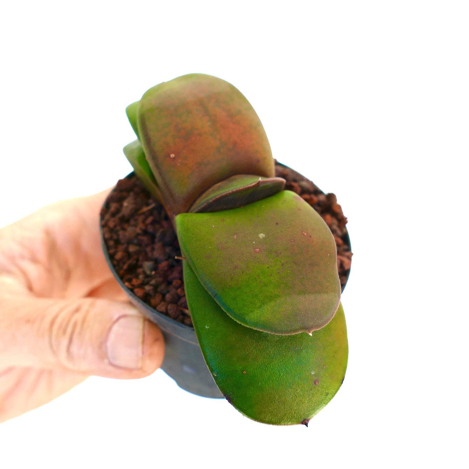 Gasteria pillansii cv 滑らか肌 SMOOTH LEAVES – Namaqua gasteria | Pillans’ gasteria