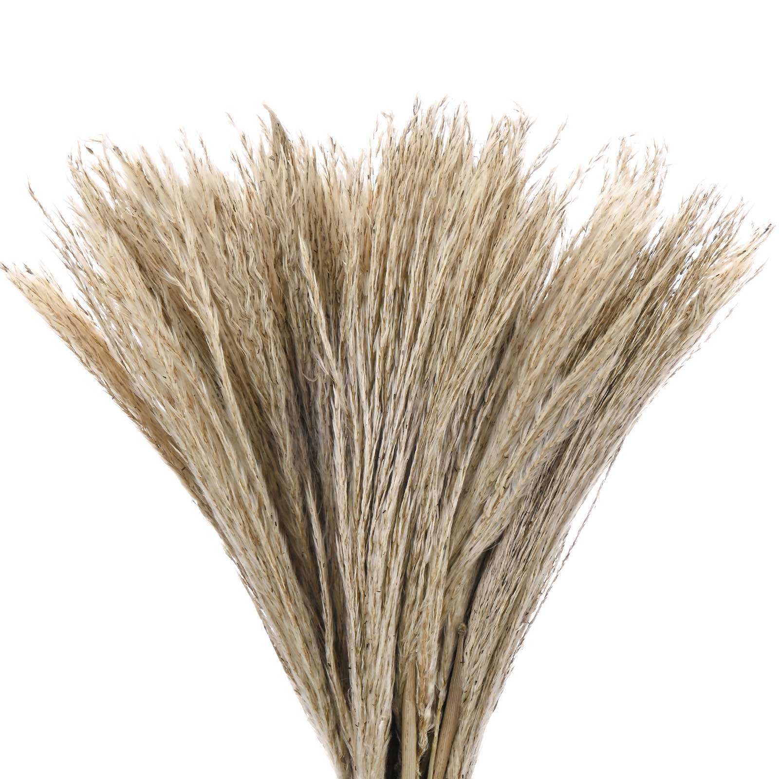 50-Pack Faux Pampas Grass 16 Inch for Home Decor/Wedding [Natural]