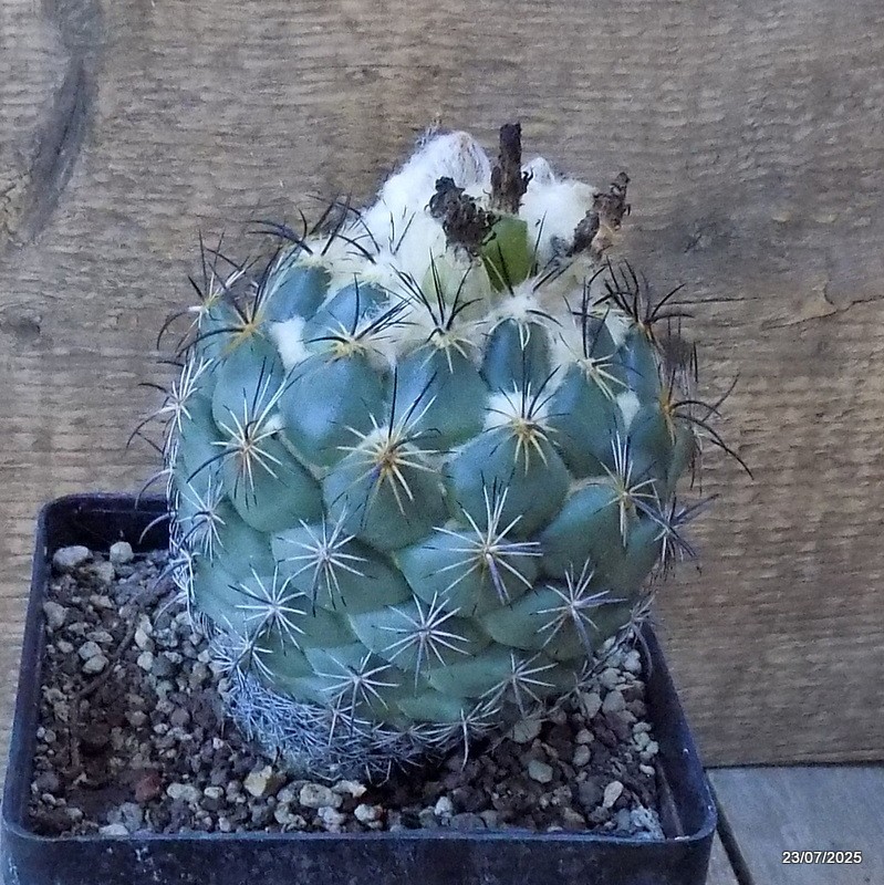 D5435 CORYPHANTHA CORNIFERA pot12-H11-W10 cm MaMa Cactus