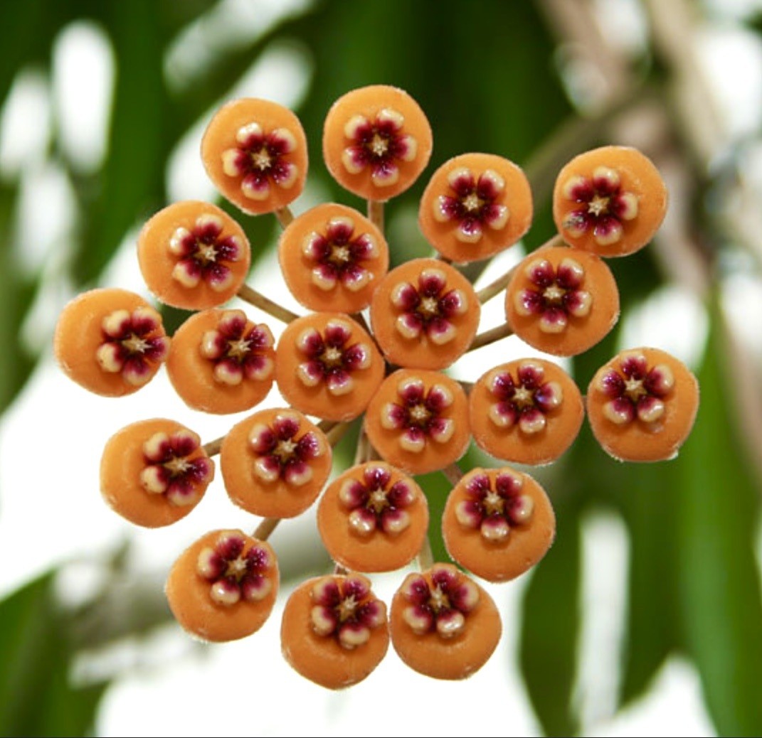 Hoya waymaniae – Wax plant | Porcelain flower