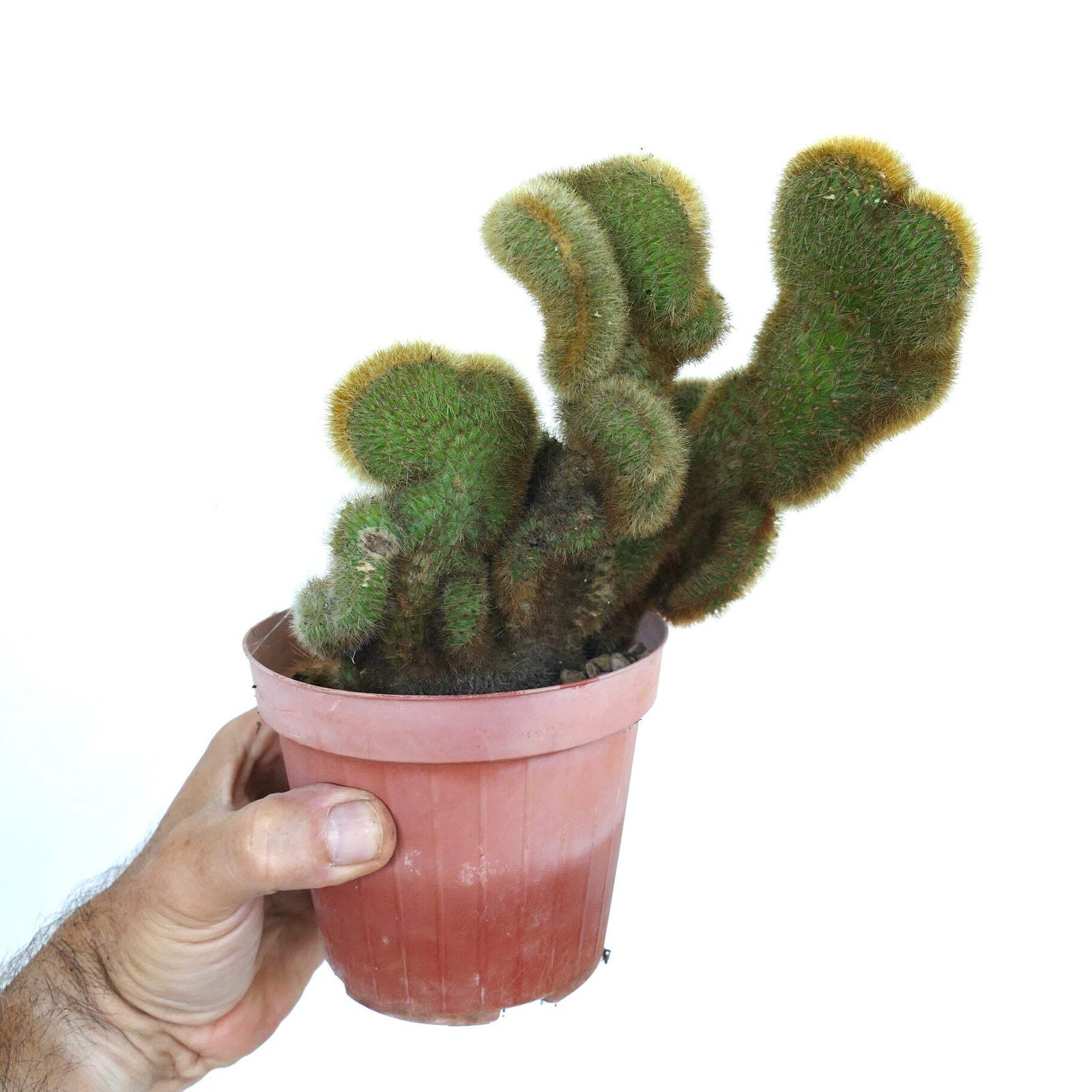 Cleistocactus parapetiensis CRESTATO – CRESTED Silver torch | Silver candle