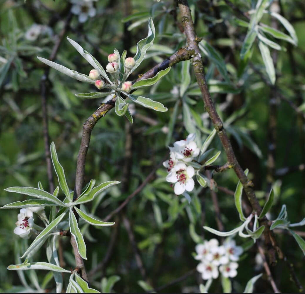 Pyrus salicifolia – Willow-leaved pear | Weeping pear