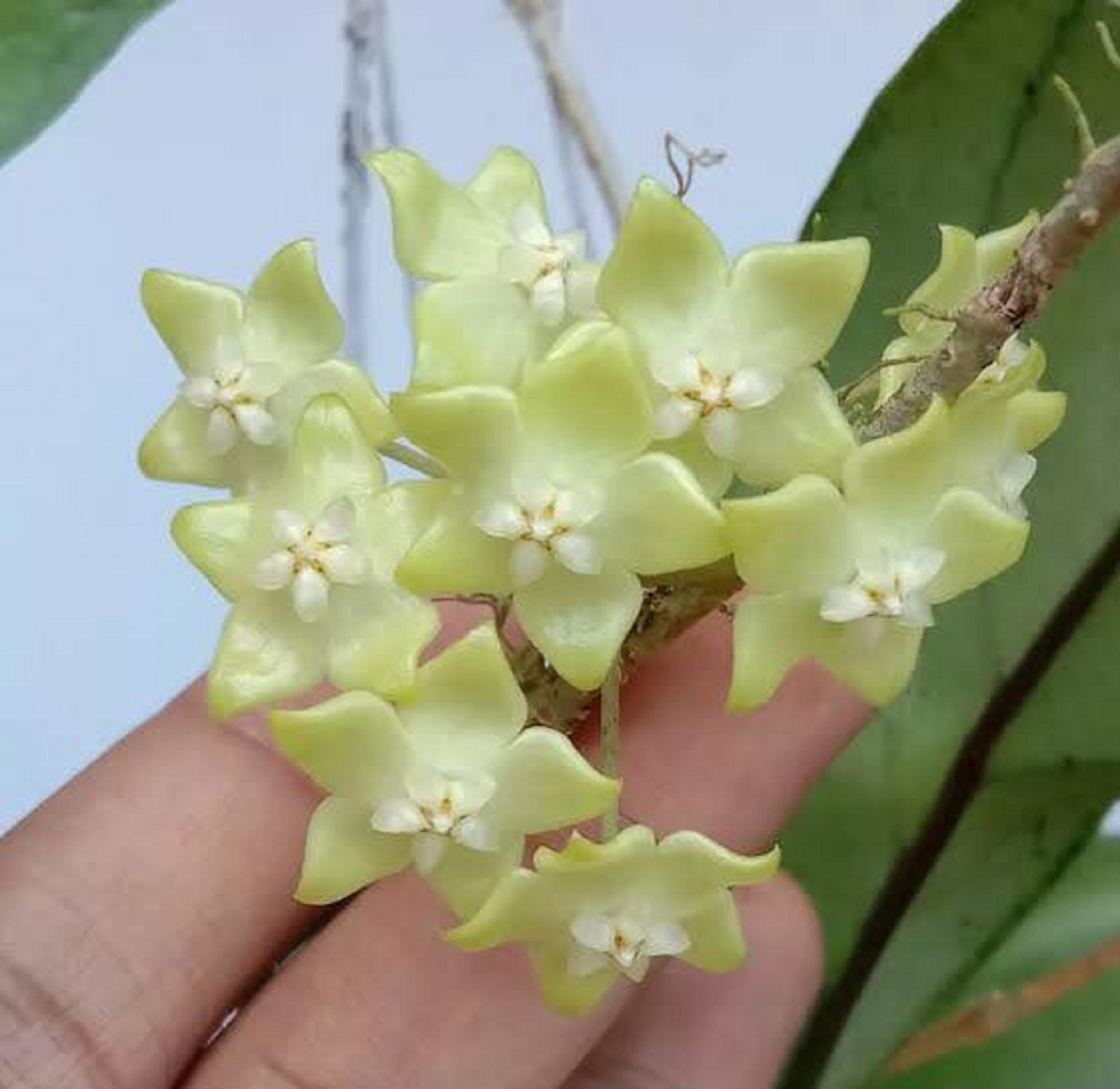 Hoya sp Lampung Rare Hoya Plant Exotic Tropical Vine Collector’s