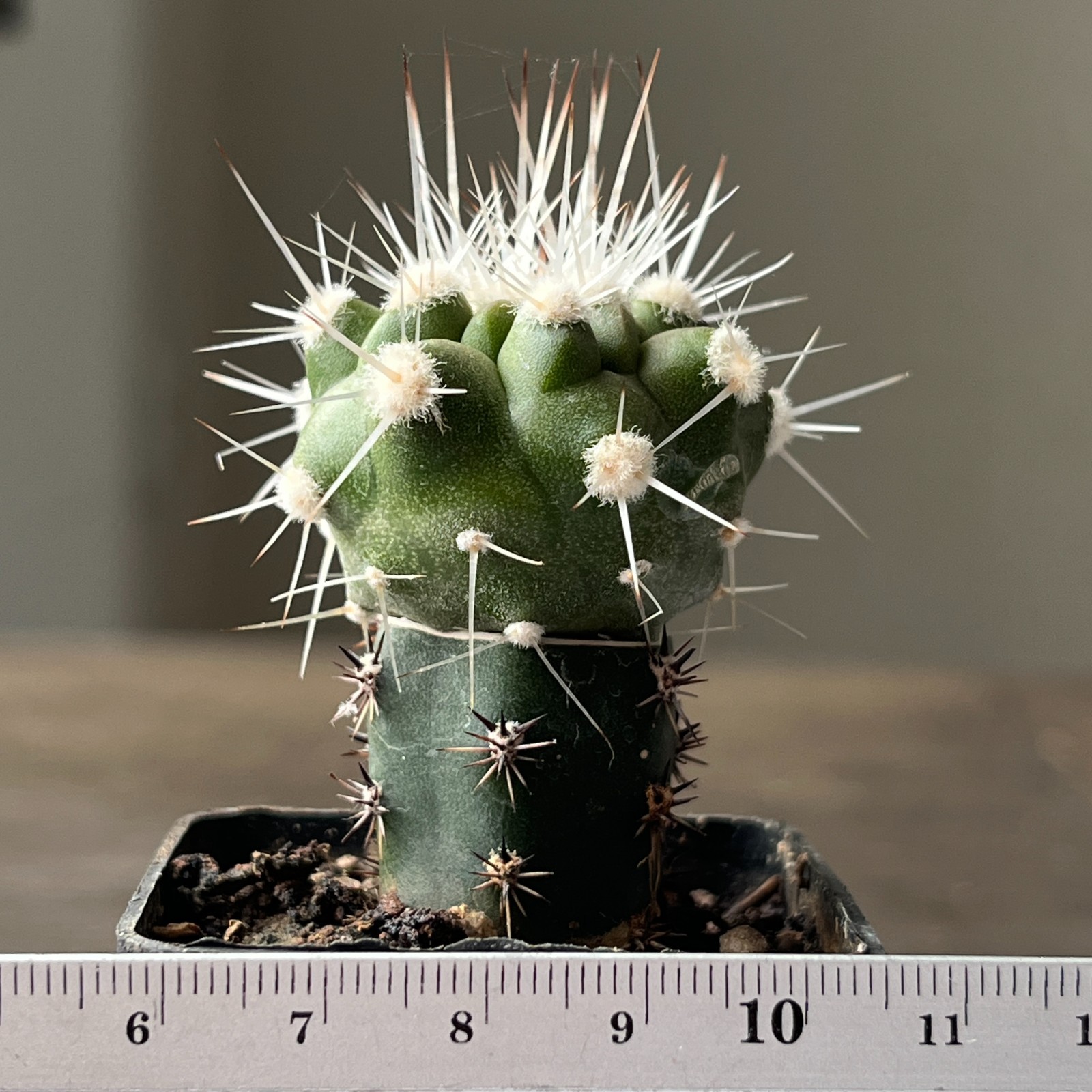 A55-825 Copiapoa cinerea v. albispina, grafted