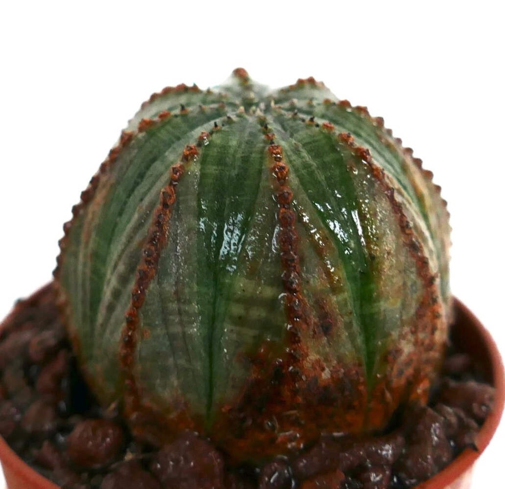 Euphorbia obesa GREEN-BROWNISH F89ZZ – Baseball plant | Round spurge
