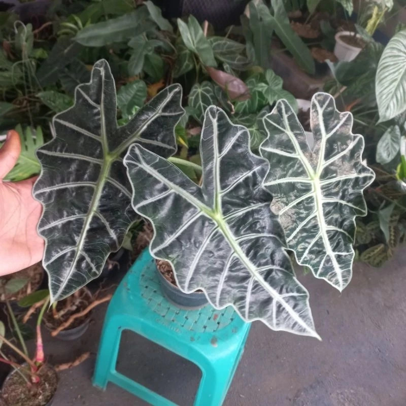 Alocasia Polly African Mask Rare Unique Live Tropical Plant PL109