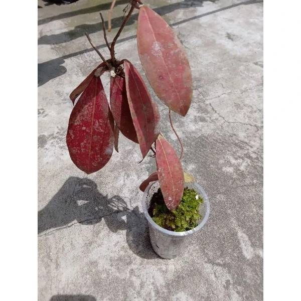 Hoya Aff Lambii Red Leaves Rare Plant