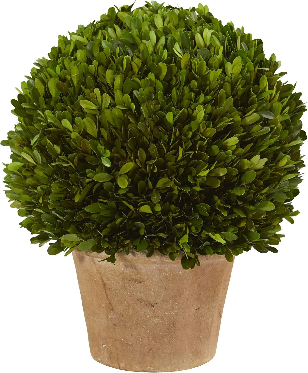15-Inch Preserved Boxwood Ball Plant in Elegant Planter –