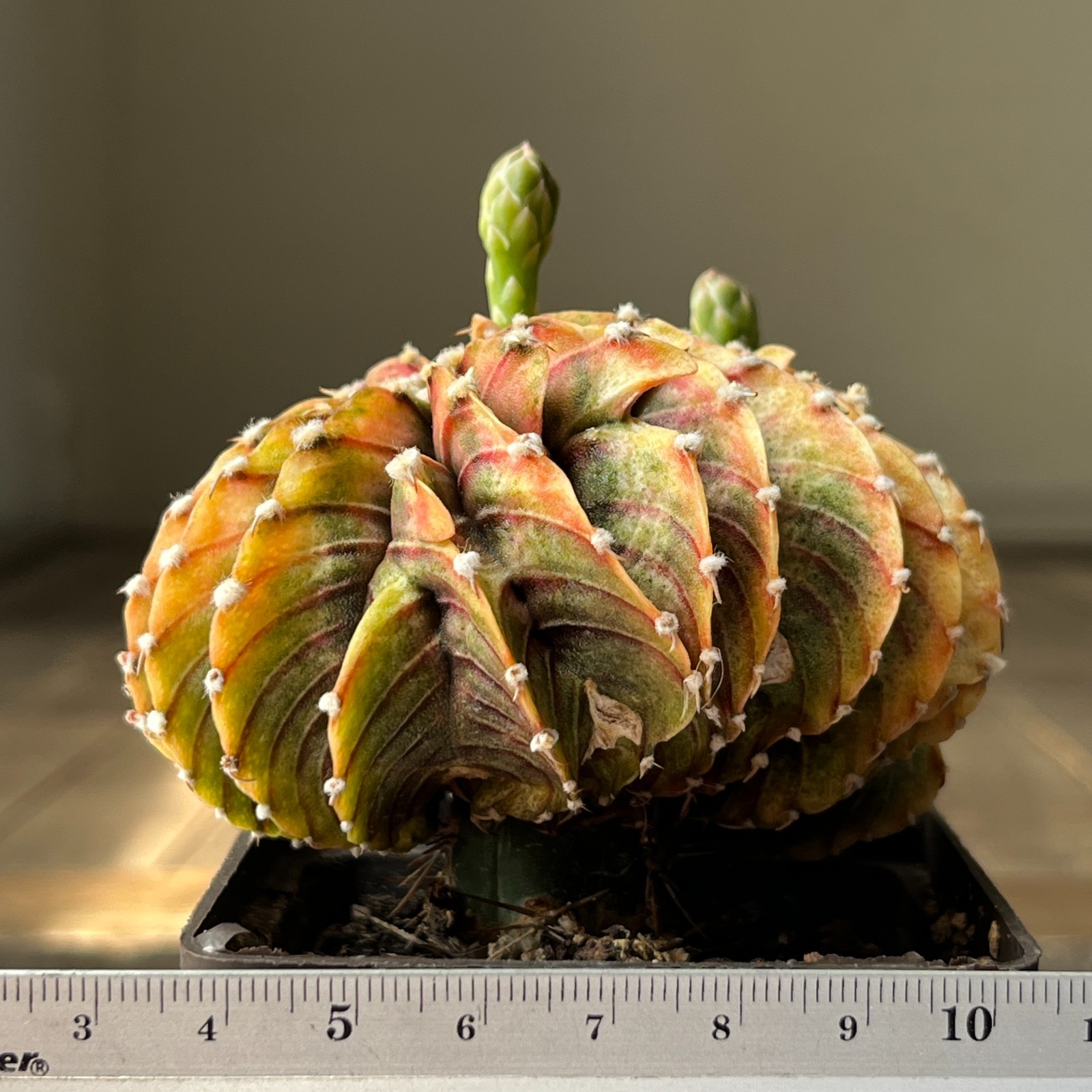 A4-2021 Gymnocalycium friedrichii LB2178, AGUA Dulce, cristata, grafted