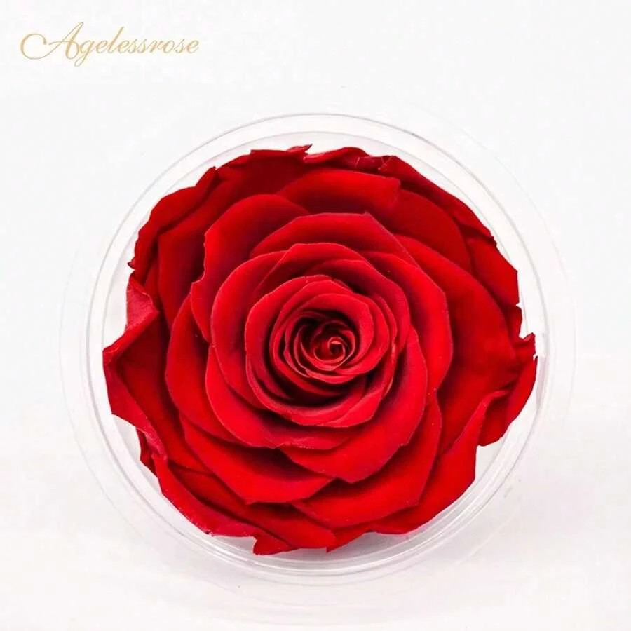 Rotating Preserved Rose Gift Box w/ “I Love You” Necklace