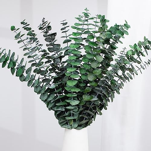 16 Pcs Dried Eucalyptus Stems, 17” Natural Fresh Eucalyptus Leaves Green