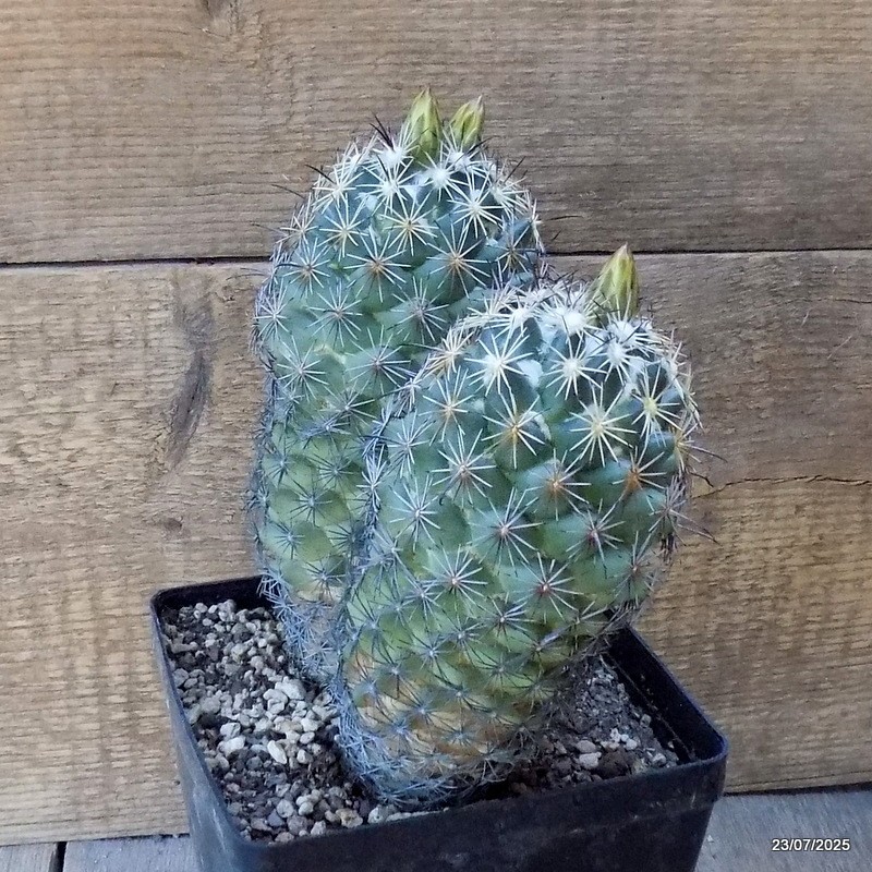 D5446 CORYPHANTHA RETUSA pot14-H18-W16 cm MaMa Cactus