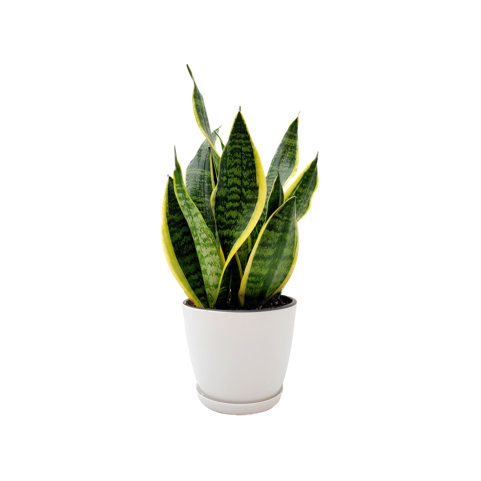 Snake Plant, Variety of Laurentii, Air Purifier, Low Maintenance, 4″ Décor Pot