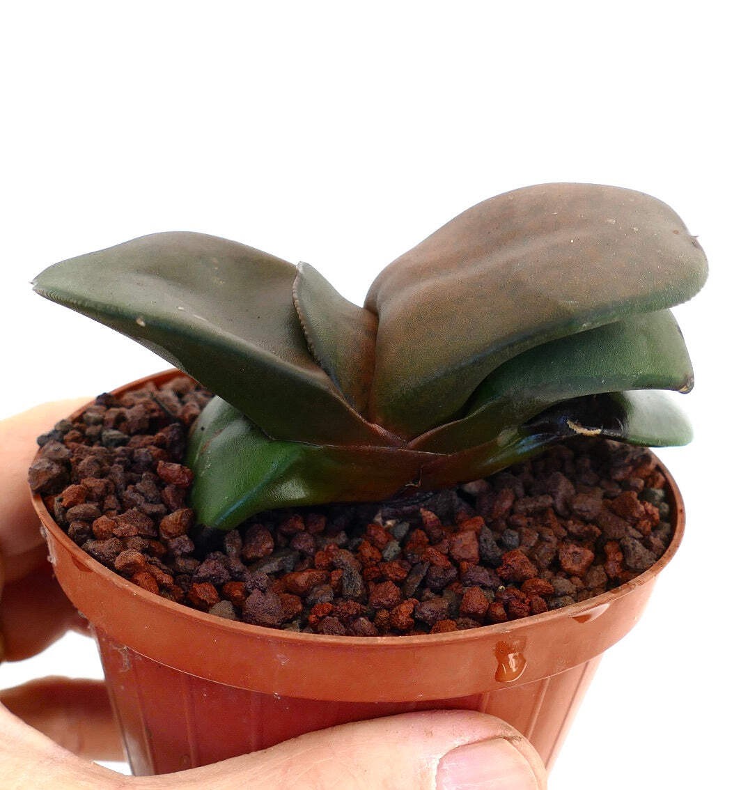 Gasteria pillansii cv 滑らか肌 GIANT LEAVES – Namaqua gasteria | Pillans’ gasteria