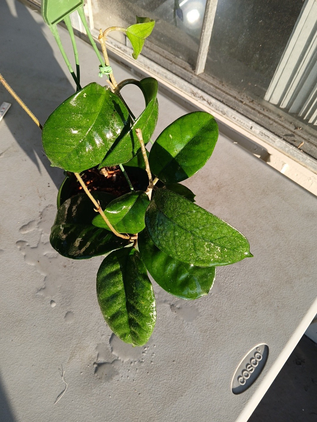 #865- HOYA FUNGI LIVE PLANT, LARGE LEAVES, LARGE PLANT,5″INCHES HANGER POT,