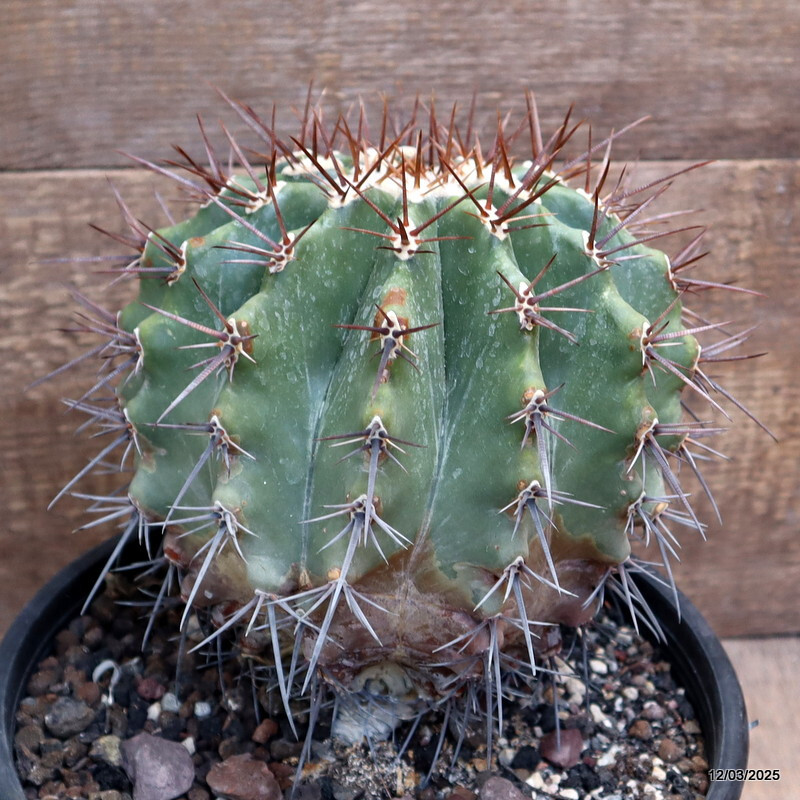 D2855 ECHINOCACTUS PLATYCANTHUS SANTO DOMINGO pot22-H19-W18 cm MaMa Cactus
