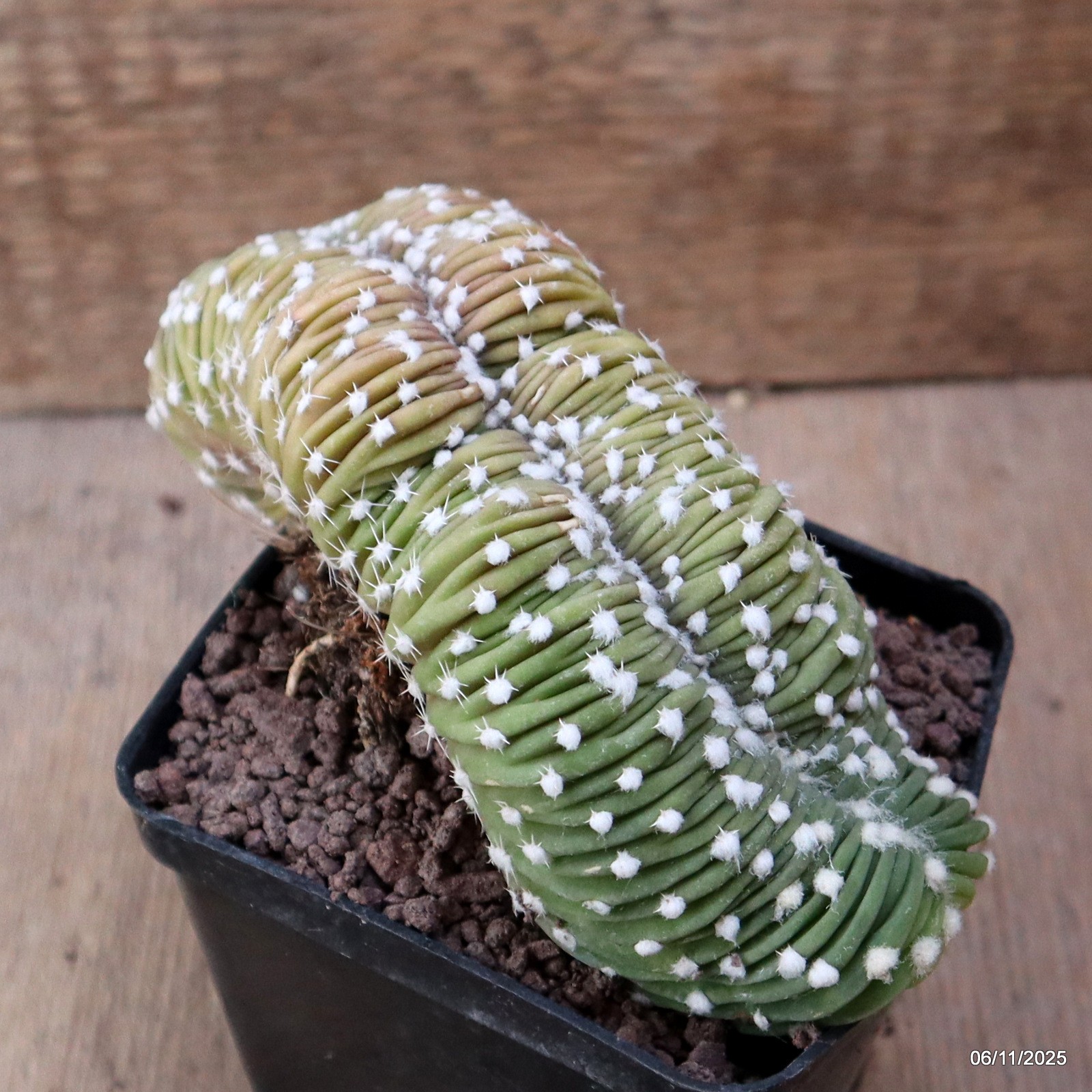 D7314 ECHINOPSIS SUBDENUDATA CRESTED pot9-H8-W16 cm MaMa Cactus