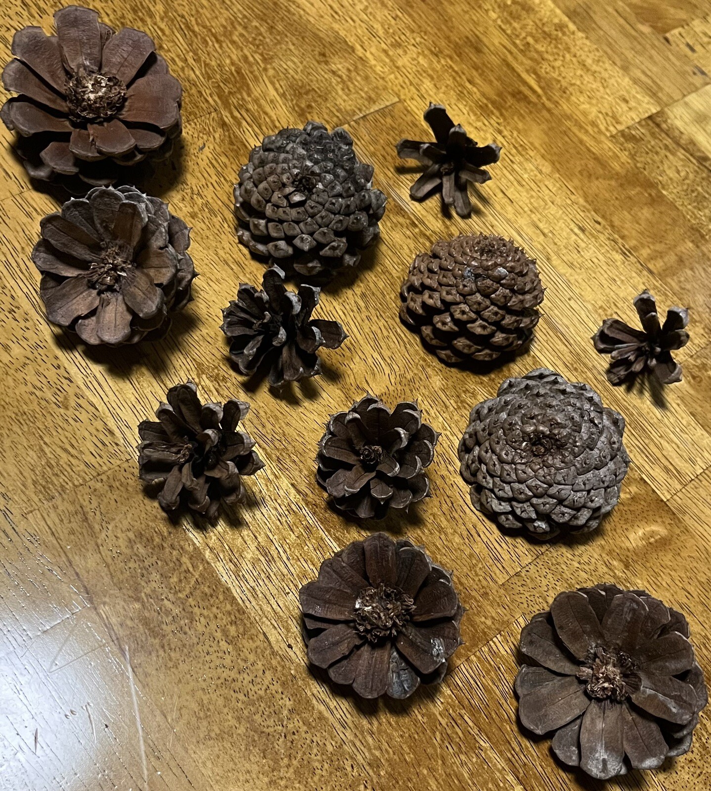 1 Dozen Pine Cone Flowers/Pine Cone Succulent-Hand Cut/Rustic
