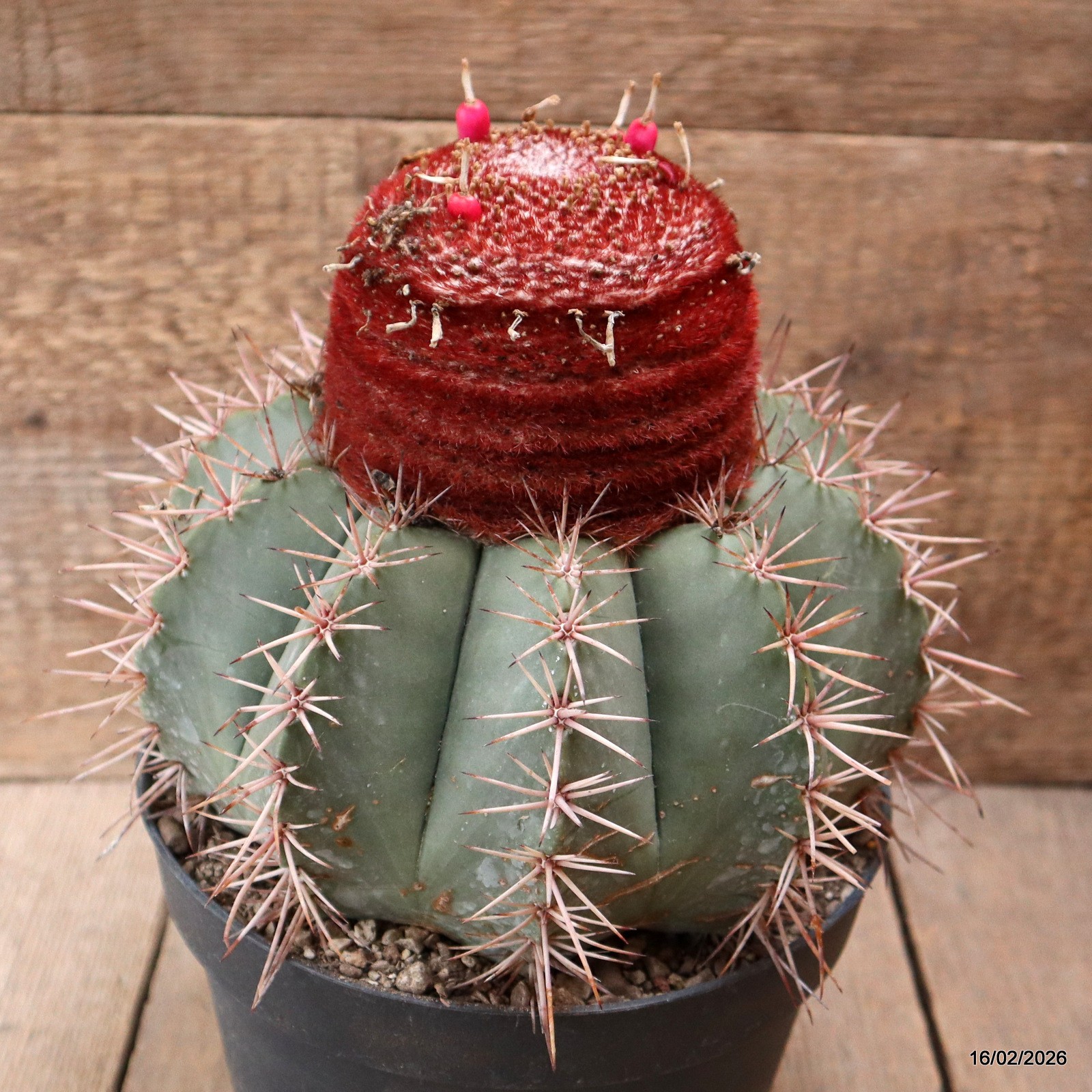 D7794 MELOCACTUS BAHIENSIS pot18-H19-W20 cm MaMa Cactus