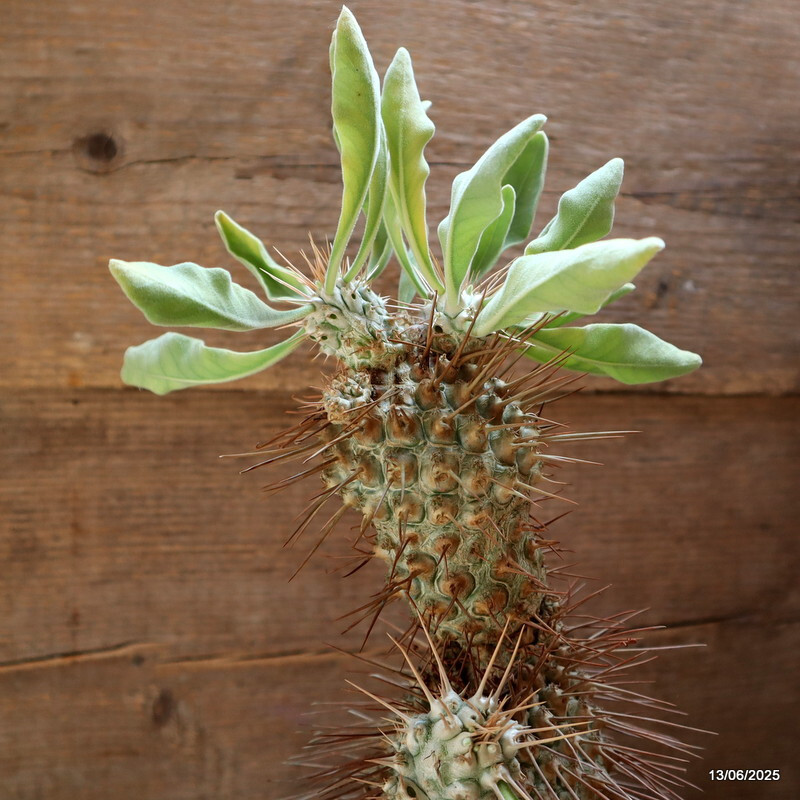 D4604 PACHYPODIUM NAMAQUANUM pot18-H44-W8 cm MaMa Cactus