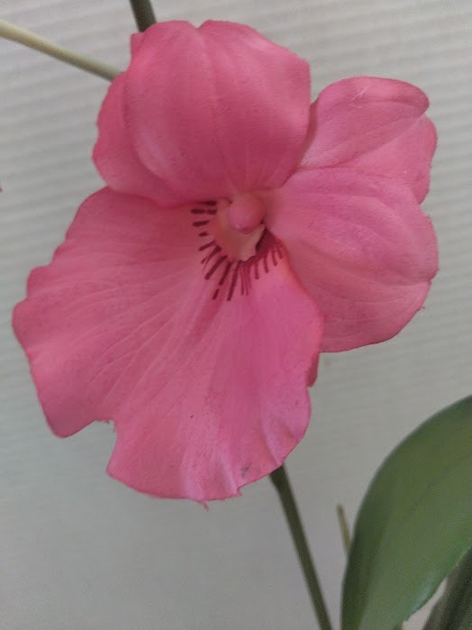 ARTIFICIAL miltoniopsis orchid plant