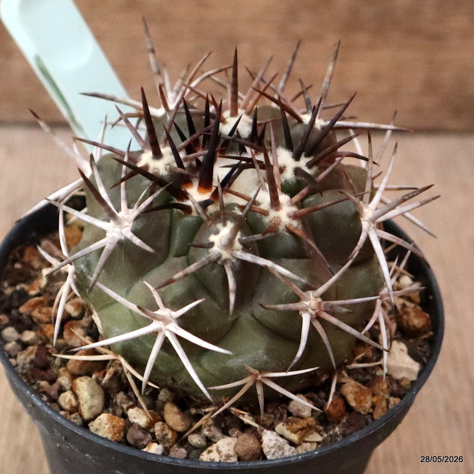 D5084 COPIAPOA ECHINOIDES pot10-H6-W7 cm MaMa Cactus