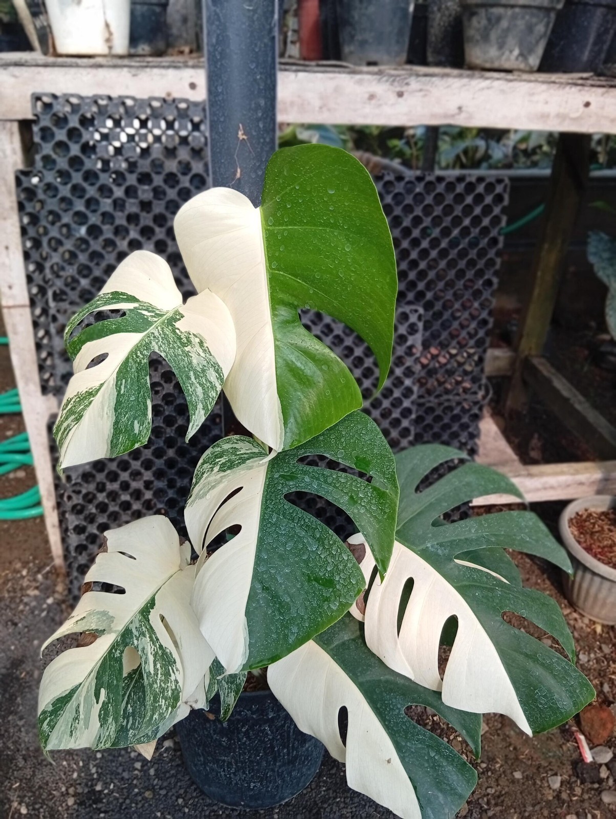 Real Picture Monstera Halfmoon x White Tiger Variegated 7 Leaves Large Size