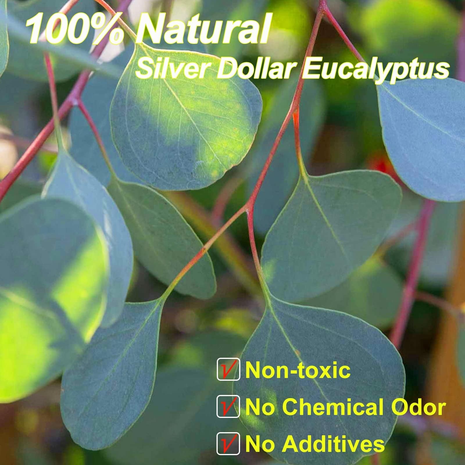 Preserved Dried Eucalyptus Stems 7-10 Pcs pure Natural Real Silver Dollar Lea…