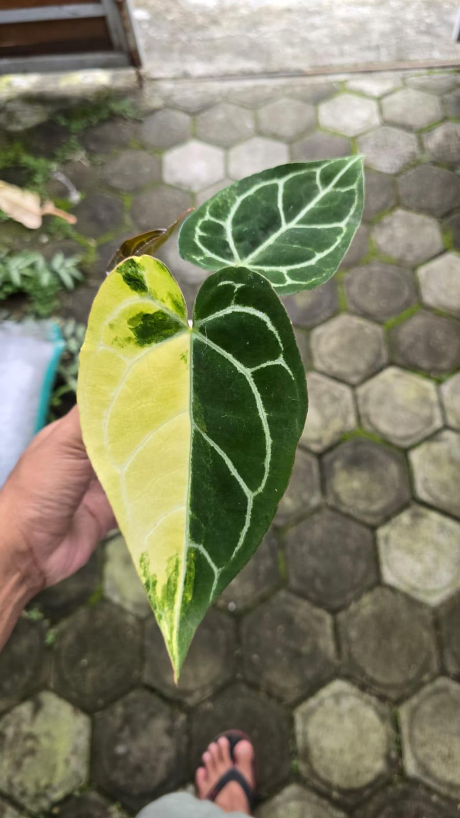 Real Picture Anthurium Clarinervium Variegated Rare Plant