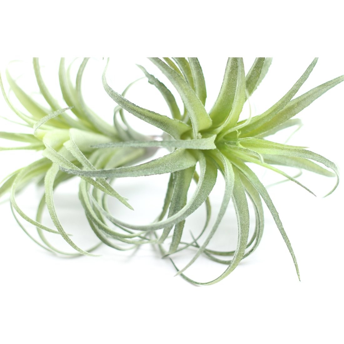 2PCS Artificial Flocking Tillandsia Air Plants Faux Succulents Bromeliads for…