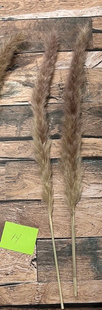 Natural Dried Pampas Grass ~ Boho ~ Home Decor ~ Wedding ~ 70 pcs