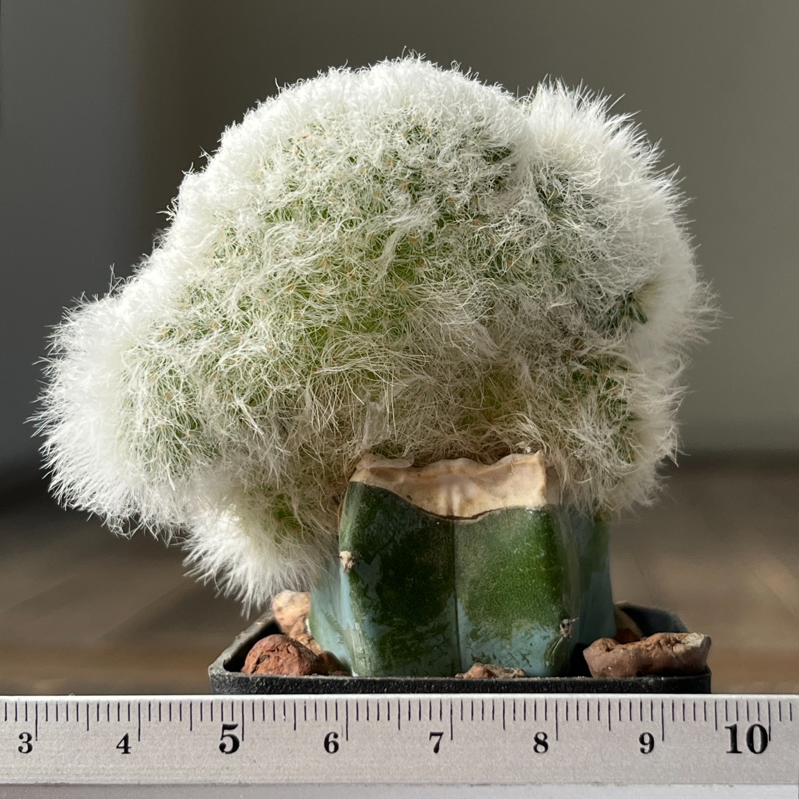 A30-1129 Echinocereus viridiflorus f. juvenalis-cristata, grafted