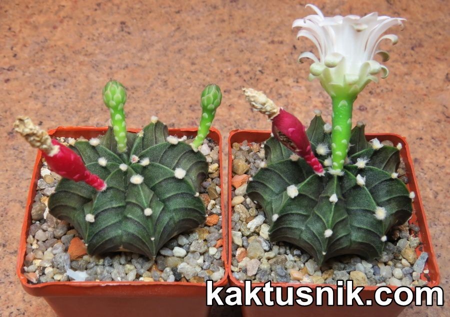 Gymnocalycium friedrichiiLB -Thailand- 20seeds harvest 2025