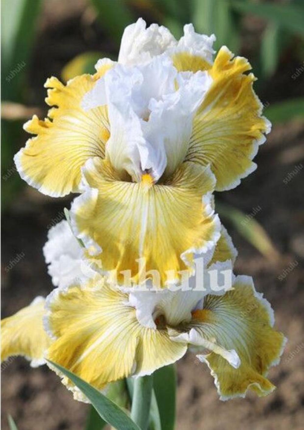 (10) IRIS SEEDS rare exotic flower home blossom garden plant USA SELLER W/TRACK