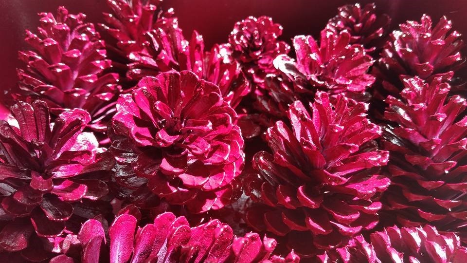 12 Magenta Pine Cones Hand Painted All Natural Premium Cones One Dozen Painted P