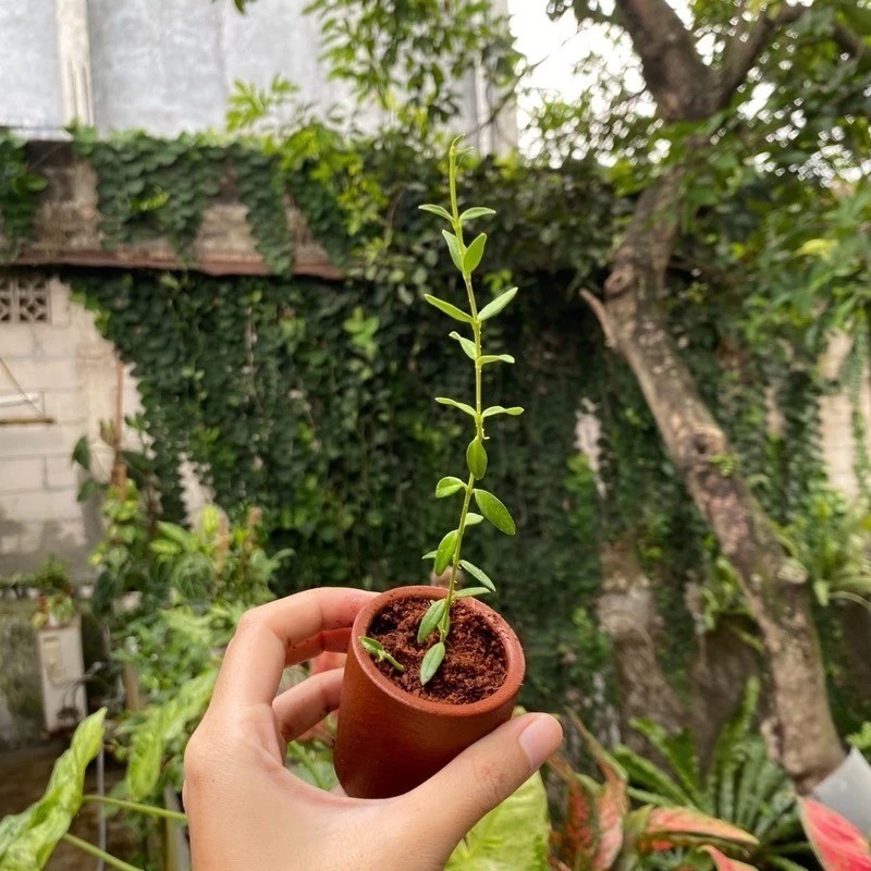 Hoya Engleriana Rare Plant