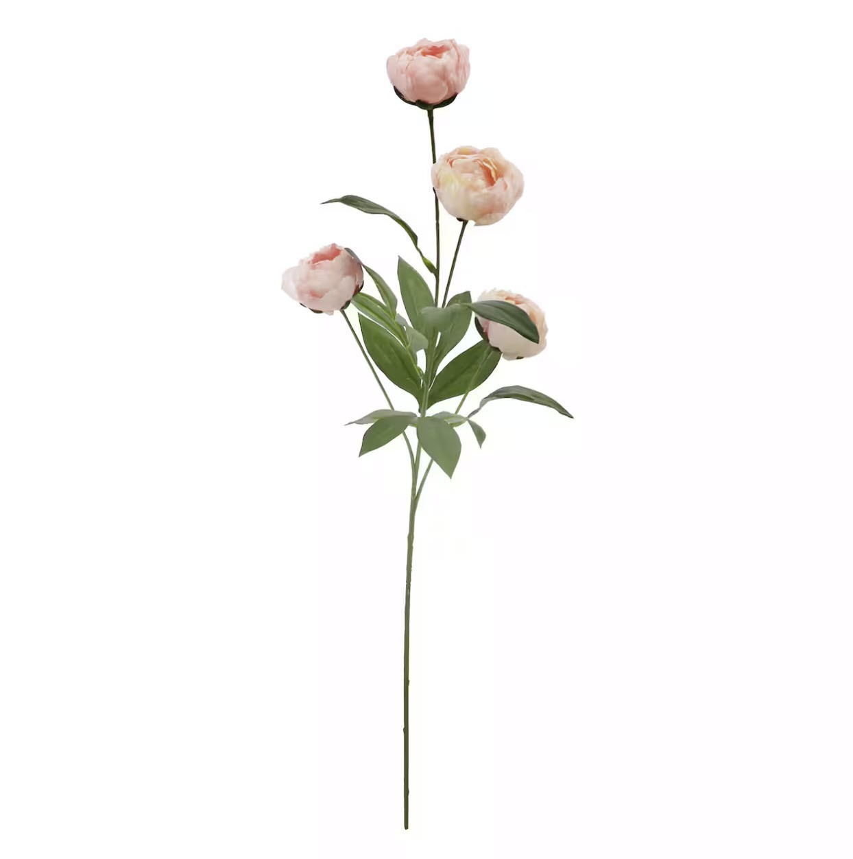 Peony Ashland 12 Stems Light Pink Peonies Michaels TikTokViral 12 Stems