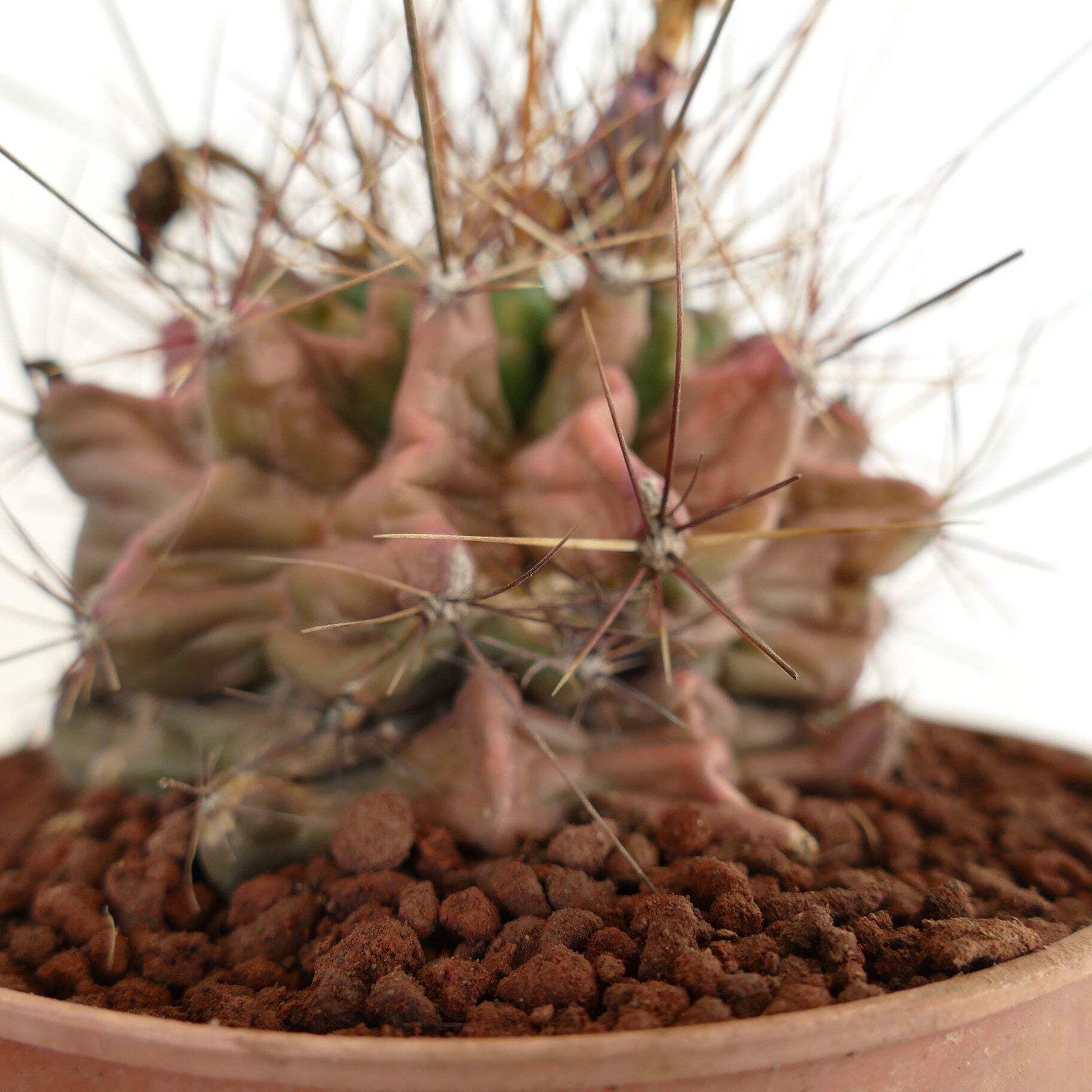 Ferocactus hamatacanthus UNUSUAL RIBS FORMS – Texas barrel cactus | Hooked barre