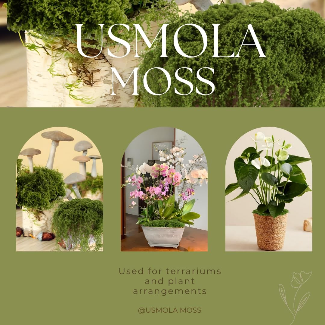 USMOLA 3.5OZ Fake Moss for Plants Indoor – Artificial Moss for Table Centerpi…